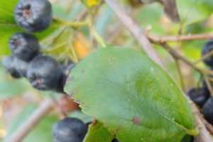 인천시, 아로니아 분말가공품 안전성 조사한다