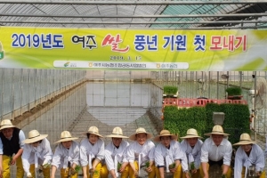 여주시 대왕님표 여주쌀 첫 모내기