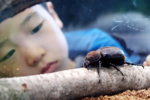 풍뎅이 매력에 풍덩