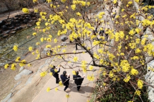 청계천 노랗게 물들인 산수유