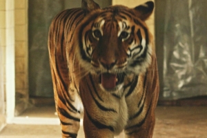 어른들을 위한 잔혹동화…‘호랑이는 겁이 없지’ 예고편