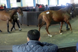 제주산 경주마 올해 첫 경매