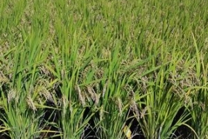 전북 ‘팝콘 향기’ 나는 벼 특허출원