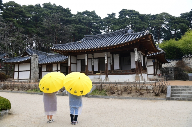 오죽헌을 찾은 여행객들이 노란 우산을 쓰고 사랑채를 바라보고 있다.