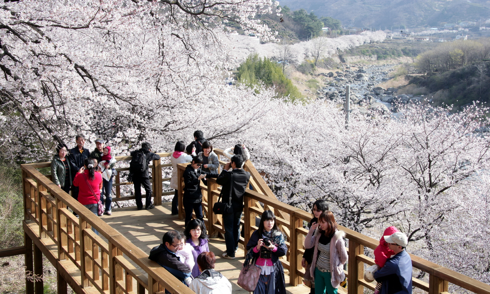 하동 화개장터벚꽃축제 29~31일 | 서울신문