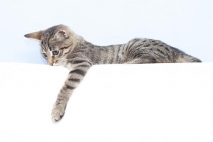 중랑구 길고양이들 전용식당 생겼다옹