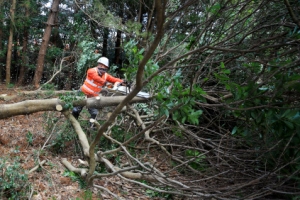 제주 비자림로 다시 베이는 나무