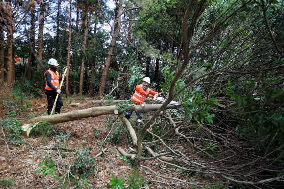 제주 비자림로 다시 베이는 나무
