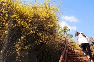 노랗게 물드는 봄