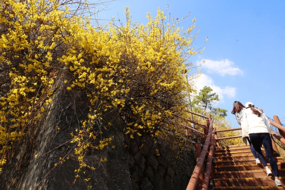 노랗게 물드는 봄