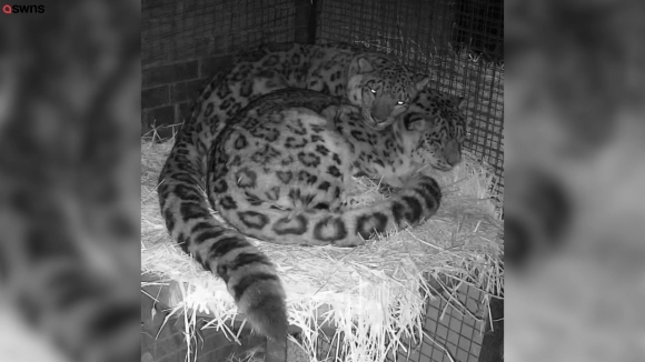 한 쌍의 눈표범의 사랑스런 모습(유튜브 영상 캡처)