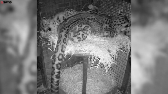 한 쌍의 눈표범의 사랑스런 모습(유튜브 영상 캡처)