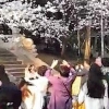 벚꽃성지 우한대서 일본 유카타 입었다 구타당해