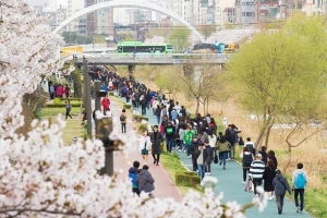 진해까지 못 간다면… 은평 불광천 벚꽃길 걸어요