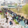 진해까지 못 간다면… 은평 불광천 벚꽃길 걸어요