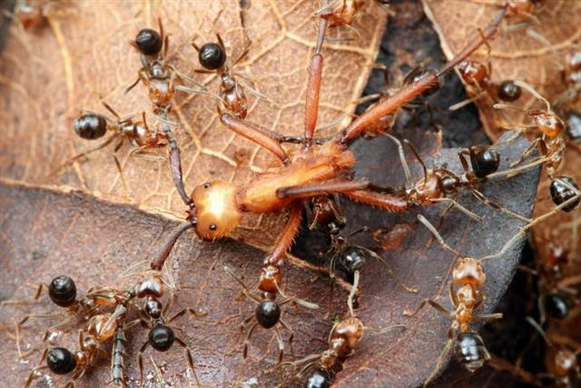 거북개미를 비롯한 개미 집단들에서 병정개미나 일개미는 생식 능력을 갖지 못한 채 여왕개미의 번식을 위해 자신을 희생한다. 코스타리카 과학박물관 제공