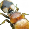 개미, 뇌에 ‘계급장’ 달고 태어난다