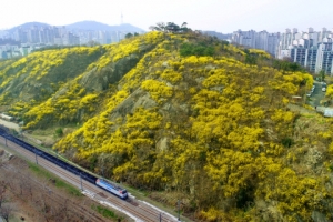 31일까지 응봉산 개나리 축제… 노란 봄나들이 가볼까
