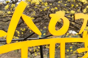 노란 봄꽃의 향연…이천 산수유축제 29일 개막