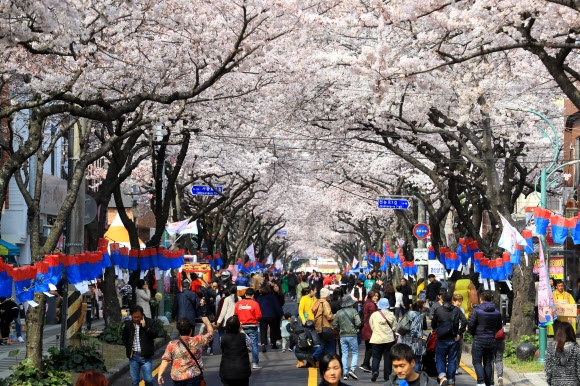 2019 제주왕벚꽃축제 개막