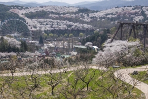 수도권 첫 매화정원 ‘하늘매화길’ 열렸어요