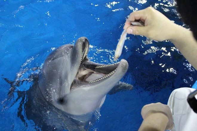 새끼 돌고래가 먹이를 먹고 있는 모습. 서울신문 DB ※ 해당 이미지는 기사에 등장하는 돌고래와 관련 없습니다.