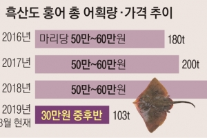 남도 별미 ‘흑산 홍어’ 풍년… 2만마리나 잡혔네
