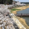 바다·호수·벚꽃… 경포호의 봄으로 초대합니다
