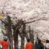 안양천변 1.5km 구간에서 충훈벚꽃축제’ 오는 5일 개막…SNS로 생방송