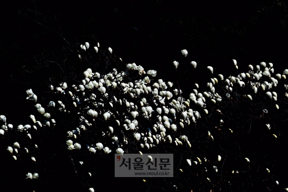 목련이 피다…