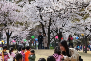 벚꽃터널로 유명한 ‘의왕시청 벚꽃축제’, 개화일에 맞춰 오는 13일 개막