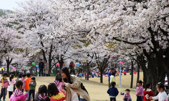 지난해 의왕시청 만개한 벚꽃아래 잔디에서 행락객들이 봄날 정취를 만끽하고 있다. 의왕시 제공.