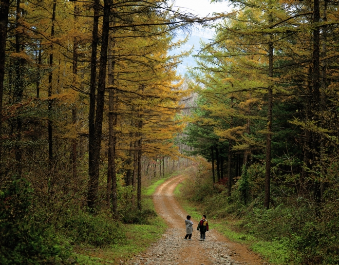 일본에서 도입돼 조성된 국내 낙엽송 조림지의 유전적 다양성이 원산지와 비교해 낮지 않은 것으로 분석됐다. 국립산림과학원 제종