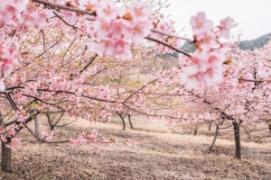 소박한 행복 넘치는 ‘불의 고장’…느긋한 풍경 익어 가는 ‘맛의 고장’