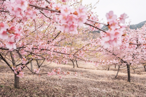 일본 구마모토에 봄을 알리는 벚꽃이 흐드러지게 피었다. 후쿠오카, 나가사키. 미야자키 등 규슈의 다른 도시에 비해 덜 알려졌지만 구마모토의 풍광은 소박하면서도 화려하다.