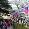 서대문구 안산 벚꽃길 걷다보면, 어느새 봄