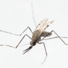 [달콤한 사이언스] 모기 종류에 따라 말라리아 위험도 달라진다