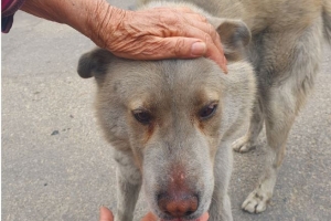 [강원 화재]타버린 탈곡기와 경운기…“앞으로가 막막해요”