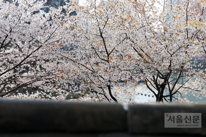 6일 오전 ‘2019 석촌호수 벚꽃축제’가 열리고 있는 서울 송파구 석촌호수 주변에 벚꽃이 피어 있다.