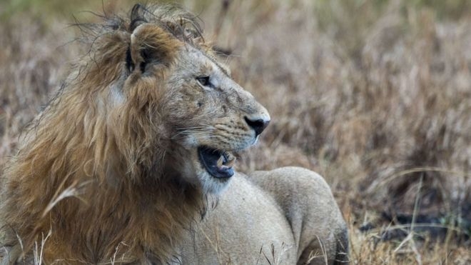 남아공 크루거 국립공원 안에 사자만 2000마리 이상이 살고 있는 것으로 알려져 있다. AFP 자료사진