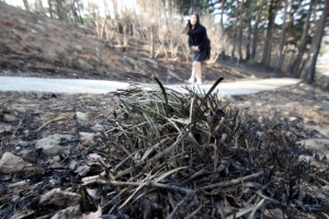 3년 전 강릉 산불 혐의 60대 항소심도 무죄
