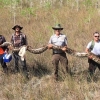 외래종과의 사투 ‘길이 5m 버마비단뱀’ 플로리다공원서 발견