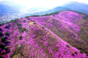 눈길 닿는 곳마다 진분홍 자태…고려산에 진달래 꽃물 들었네