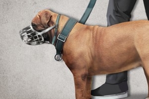 “애완견 목줄로 싸우다 폭행 기소유예…증거 없어 취소해야”