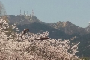 관악산 배경으로 화사하게 피어오른 과천시청 벚꽃
