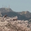 관악산 배경으로 화사하게 피어오른 과천시청 벚꽃