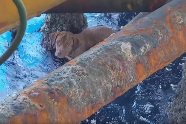 육지서 220km 떨어진 바다에 표류하던 강아지 구조