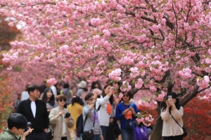 설레는 분홍빛 꽃동산