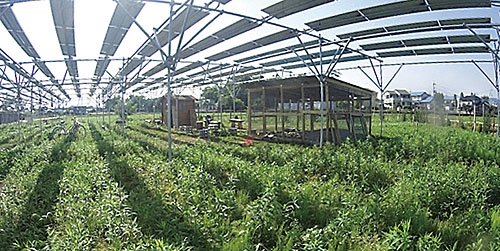 쌀농사와 태양광 발전을 동시에 하는 일본의 영농형 태양광 농가.