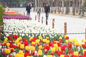 안양 평촌 중앙공원, 형형색색 튤립 5만 송이 만개 일대 장관